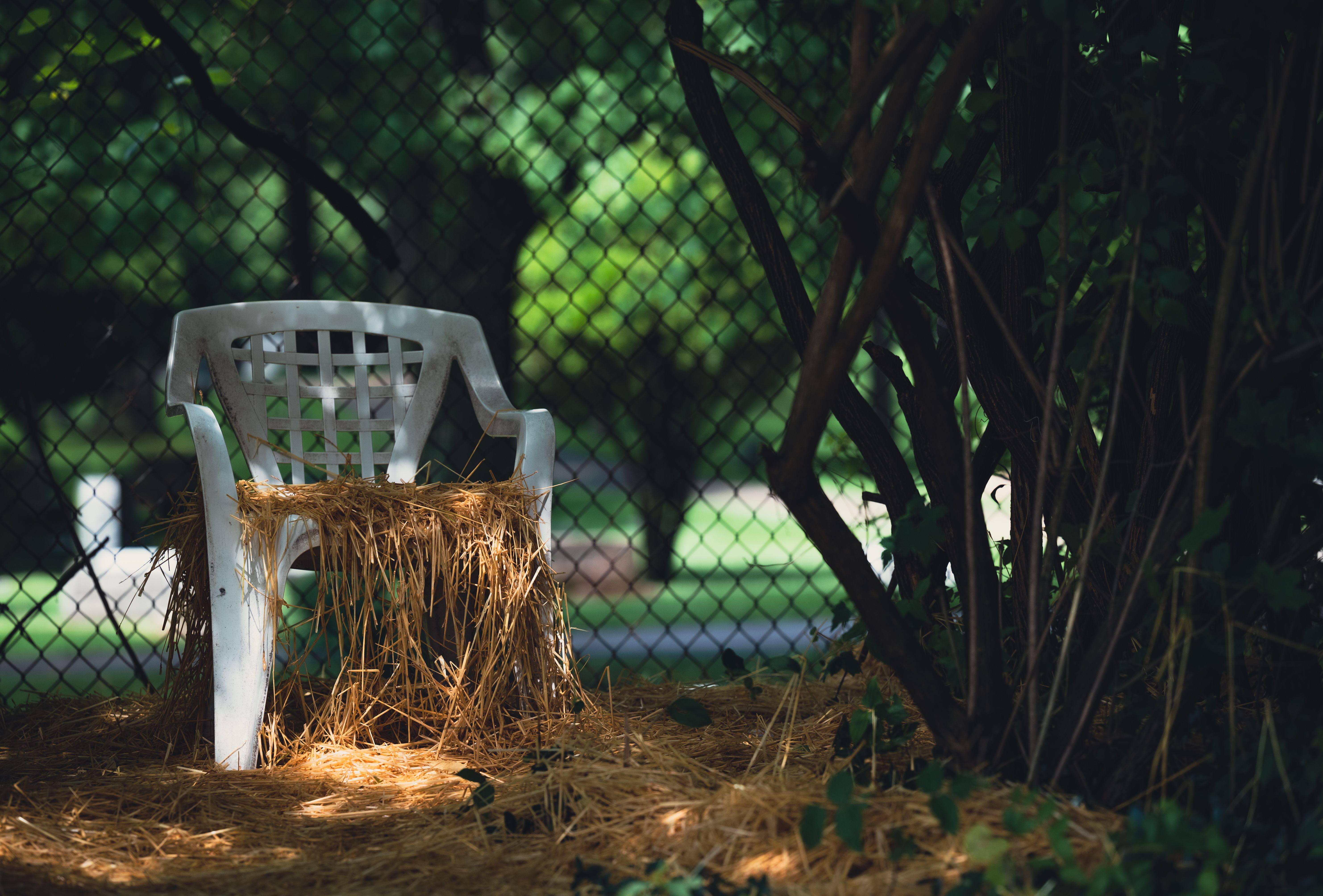Pine straw ground cover in a shaded residential landscape